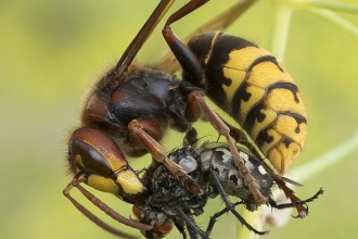 a 175